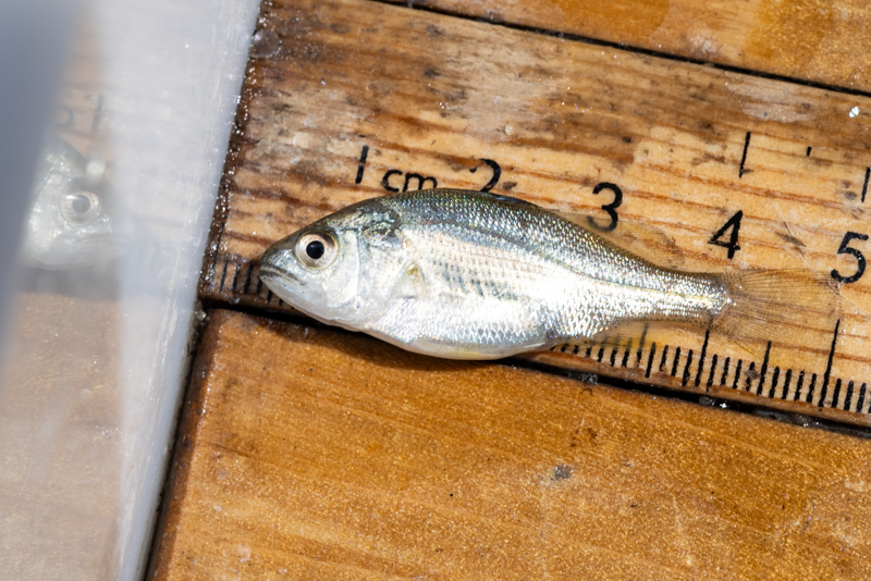 perch perch