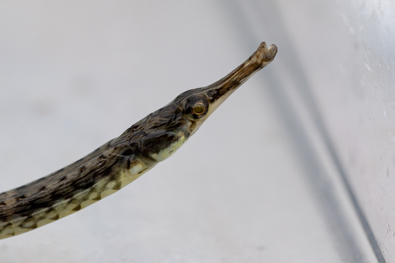 pipefish pipefish