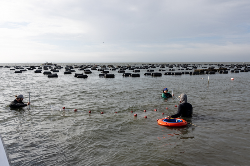 seining seining