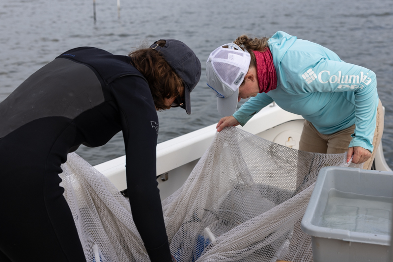seining