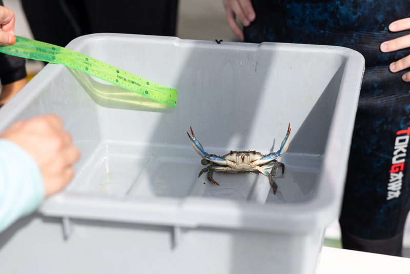 blue crab blue crab