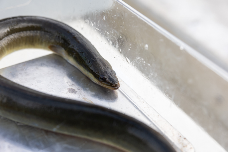 eel eel