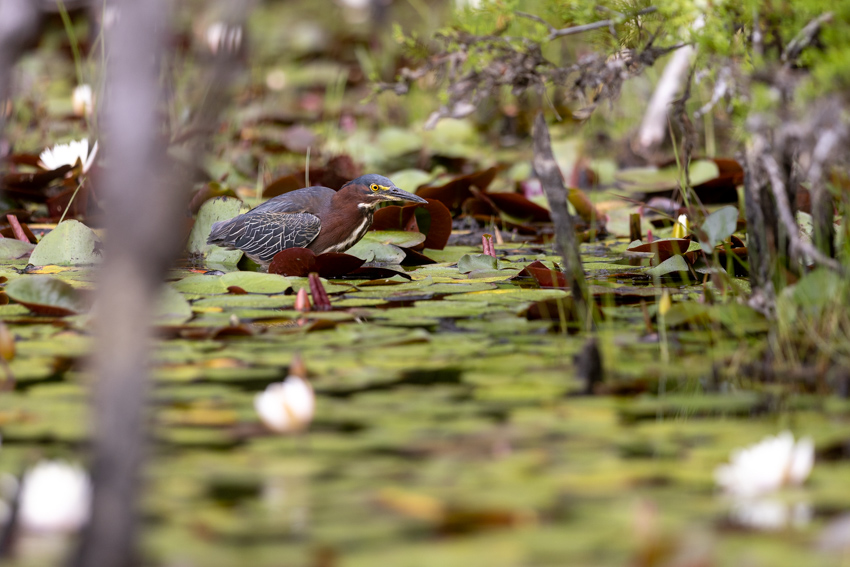 green heron