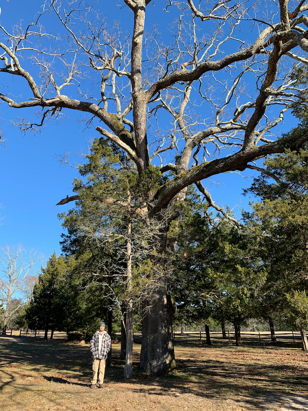post oak tree