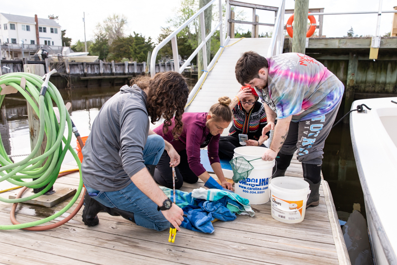 fish survey