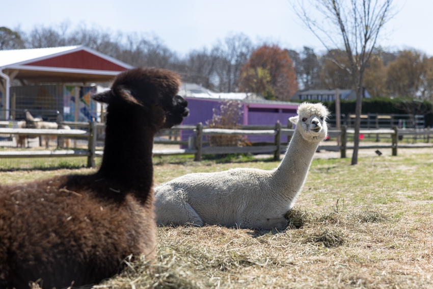 reed's farm