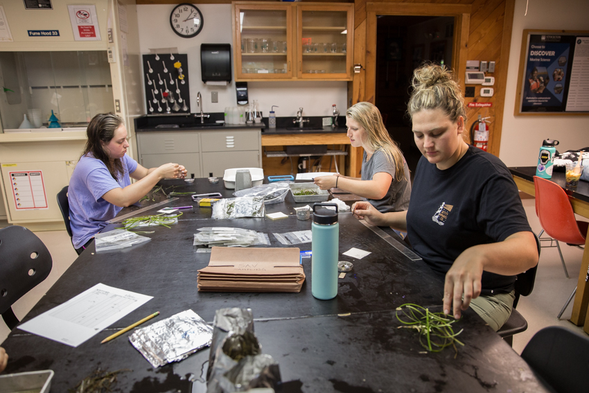 Seagrass Study