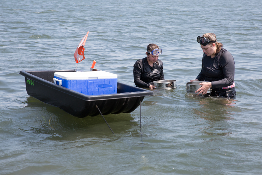 Seagrass Study