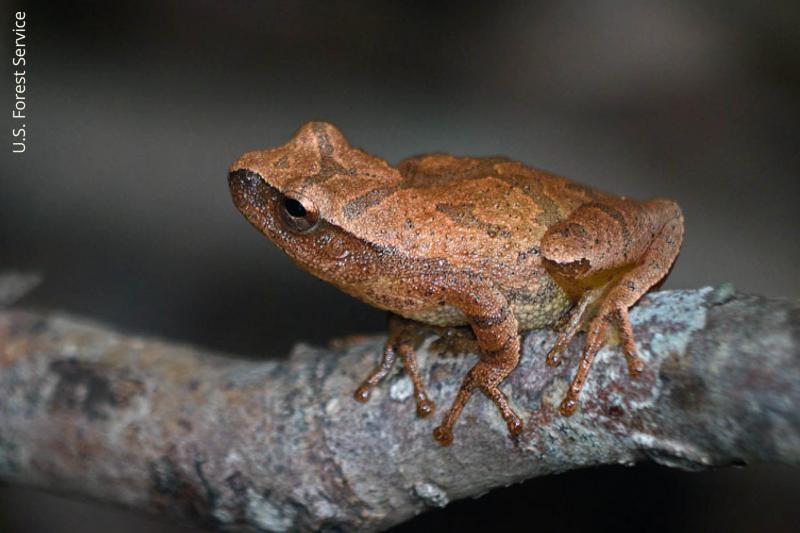 spring peeper