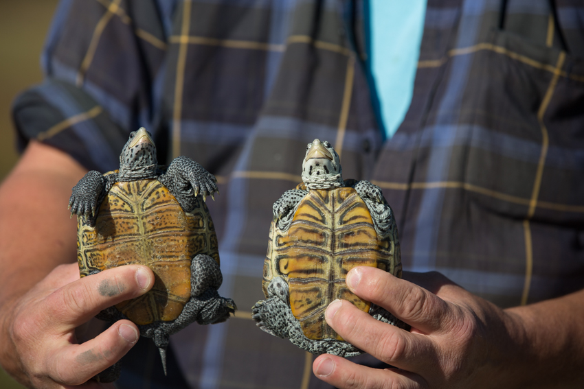 terrapin