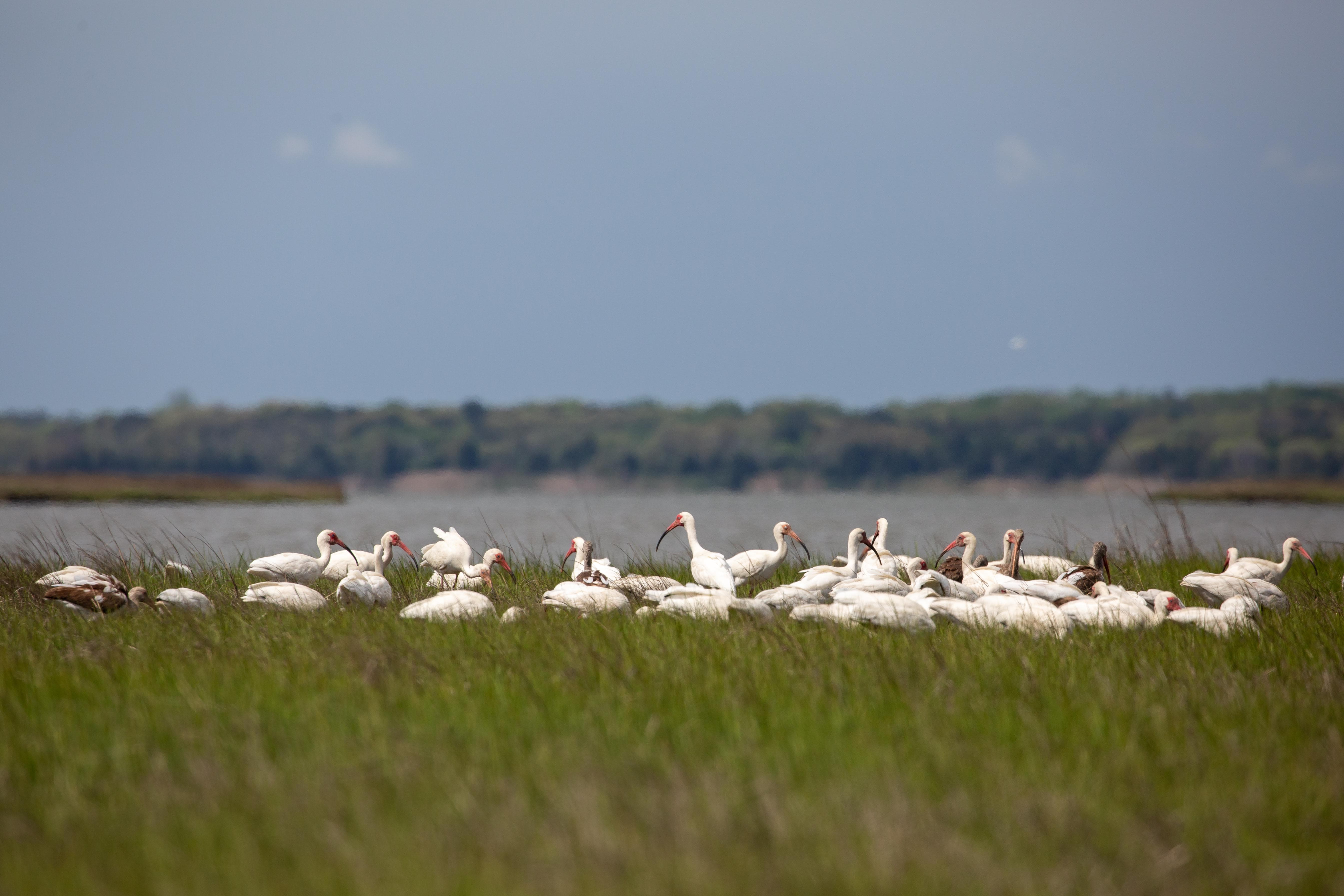 white ibis