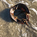Ospreys Rescue Beached Horseshoe Crabs