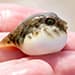 juvenile northern puffer fish