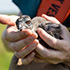 Osprey Survey