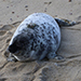 harbor seal with a tag