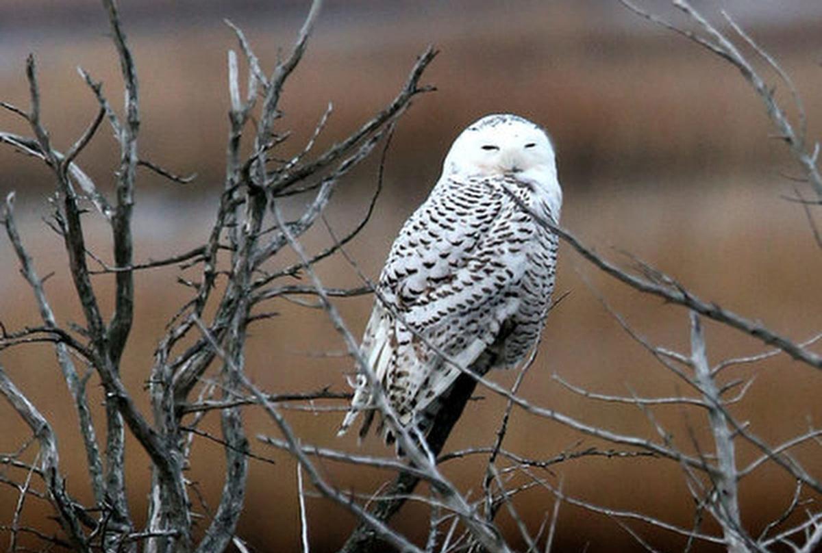 Image of a snowy owl at the Edwin B. Forsythe National Wildlife Refuge, Galloway, NJ