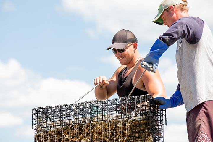 Image of oysters arriving at Tuckerton Reef established in 2016