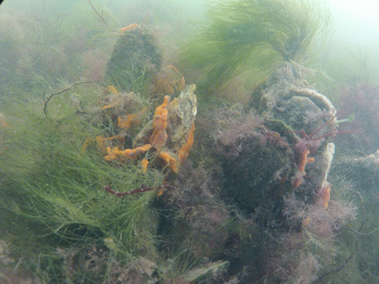 Image of Oysters growing on the reef site covered in sponges and macroalgae. Photo by Peter Straub.)