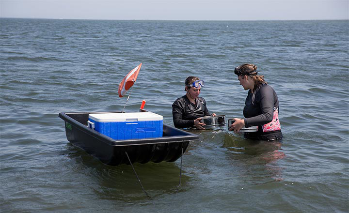 Image of Danielle Dyson and Faelyn Meyers Marine Science majors use sieves to wash their seagrass samples clean of sediment before taking them back to the Marine Field Station