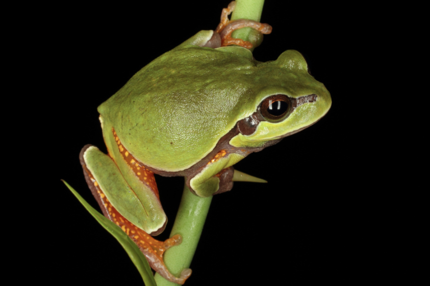 Image of Pine Barren Tree Frog