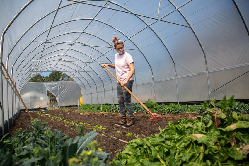 Image of student working in the greenhouse