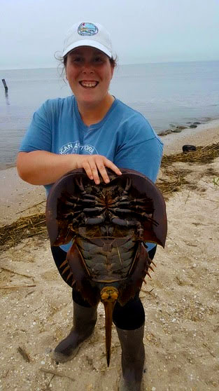 Quinn Whitesall '12 holding a horseshoe crab