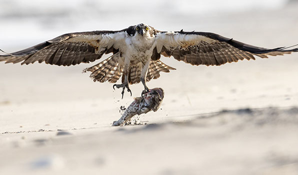 Osprey catching fish from ocean