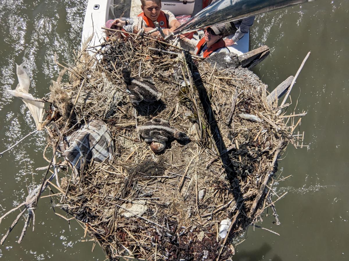 Abandoned osprey nest