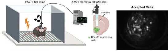 Single cell diagram