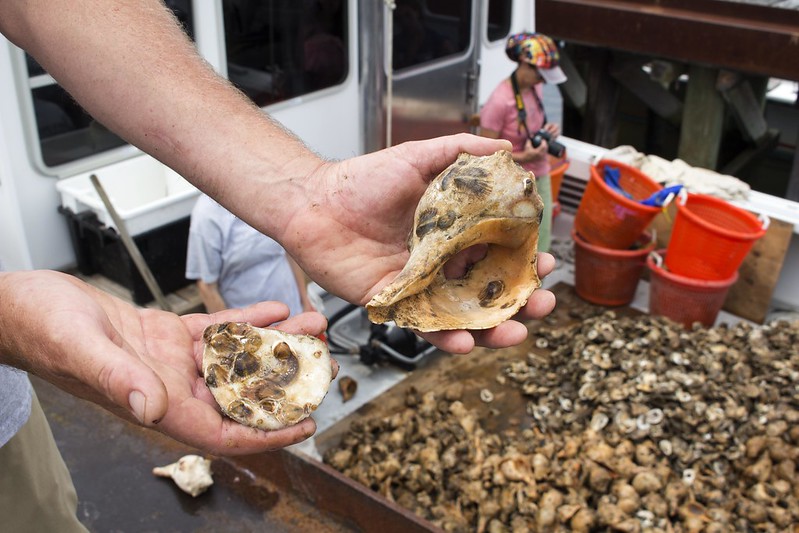 Image of oyster restoration
