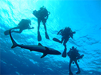 Brick Shorebeat "Local Shark Expert Aims to Protect Ocean's Top Predator"