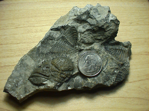 Image of fossil