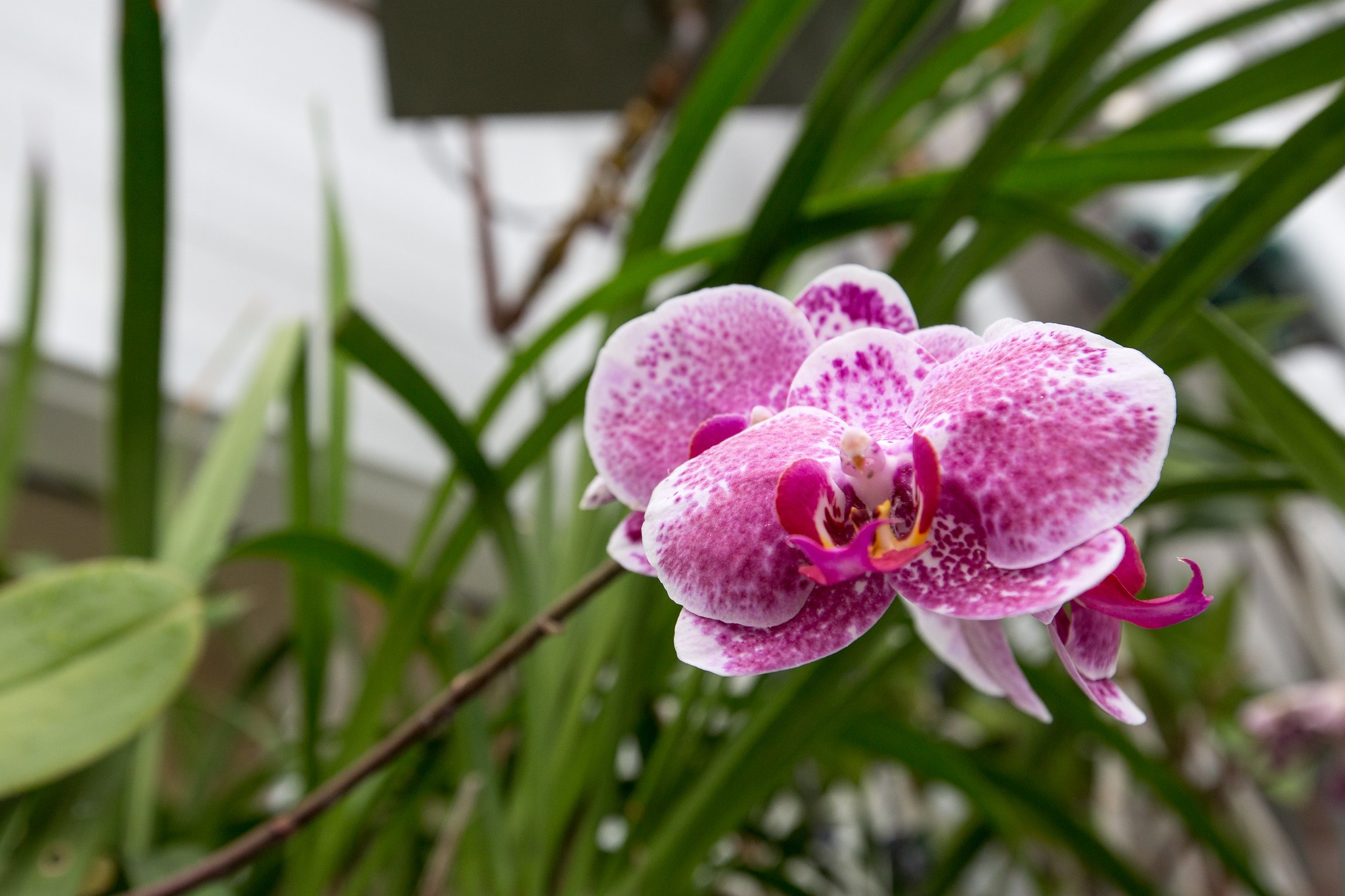 Orchid