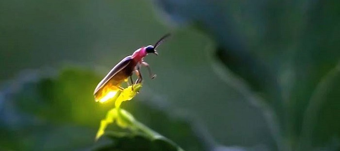 Image of lightening bug