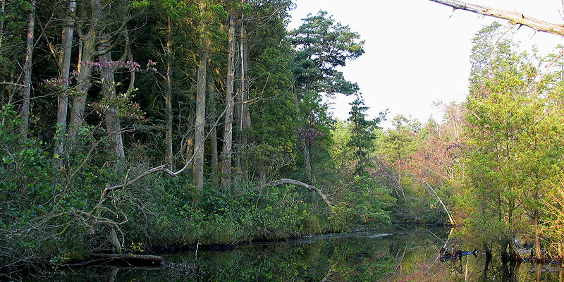 Image of the Mullica River