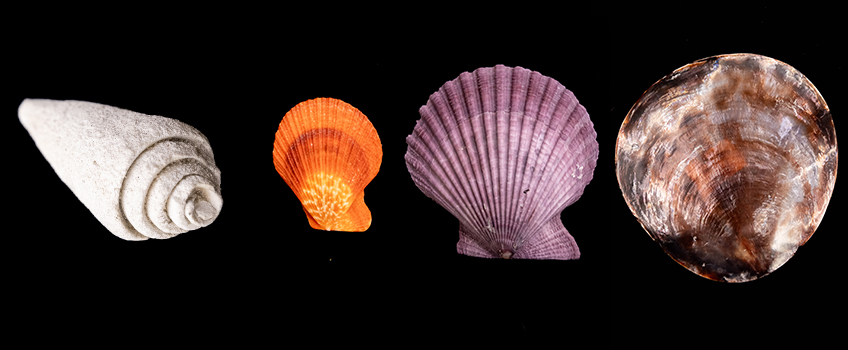 shells 