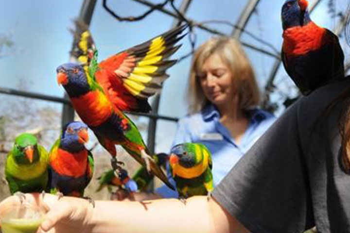 Here, Sloan can be seen behind an armful of lorikeets, medium-sized parrots native to Australia and New Guinea
