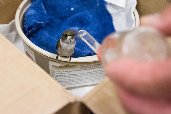 Bird in animal lab