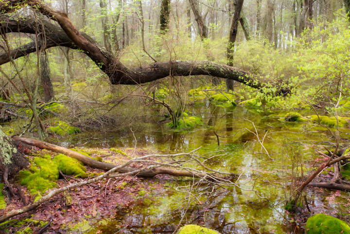 Photo of Wetlands