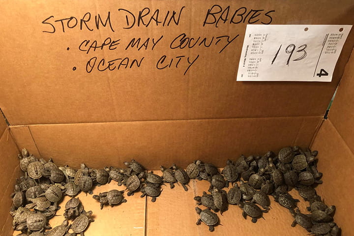Baby terrapins that were rescued from storm drains
