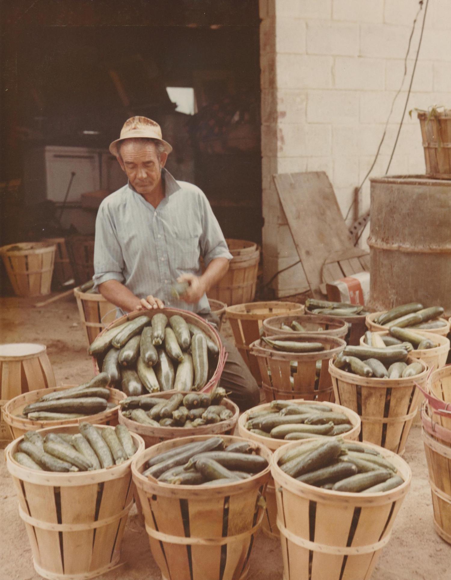 Leonard Kennedy with the cucumber crop.