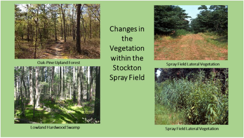 Figure 6. Woodlands surrounding spray field (left) and invasive plants within spray field (right)