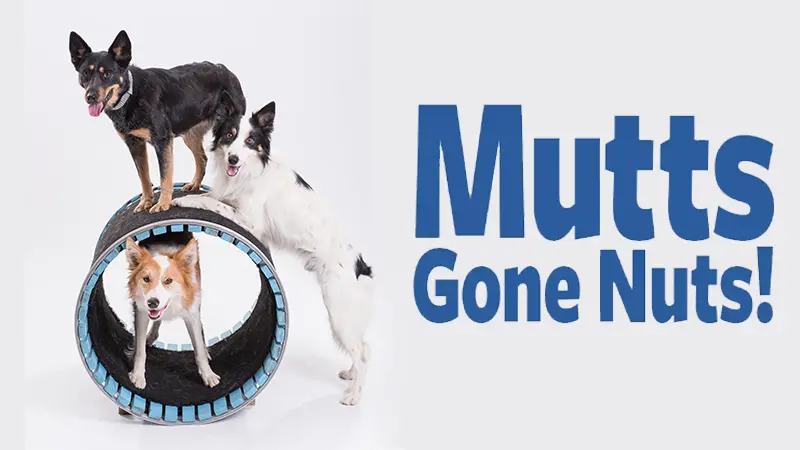 MUTTS GONE NUTS!